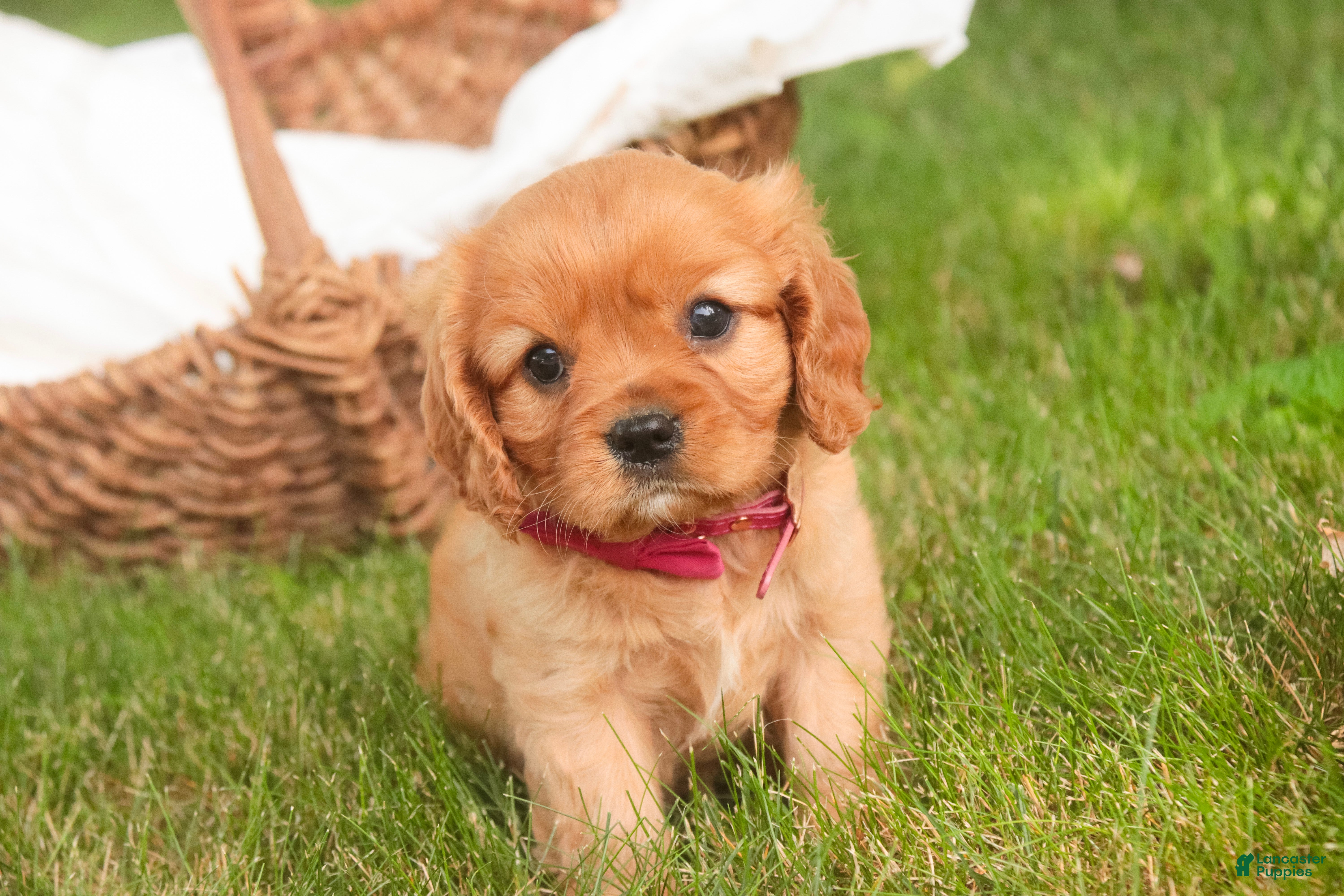 Cavalier King Charles Spaniel dogs Luna Cavalier King Charles Spaniel  - Ad 1
