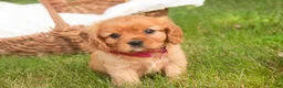 Cavalier King Charles Spaniel dogs for sale: Luna Cavalier King Charles Spaniel  - Ad 1