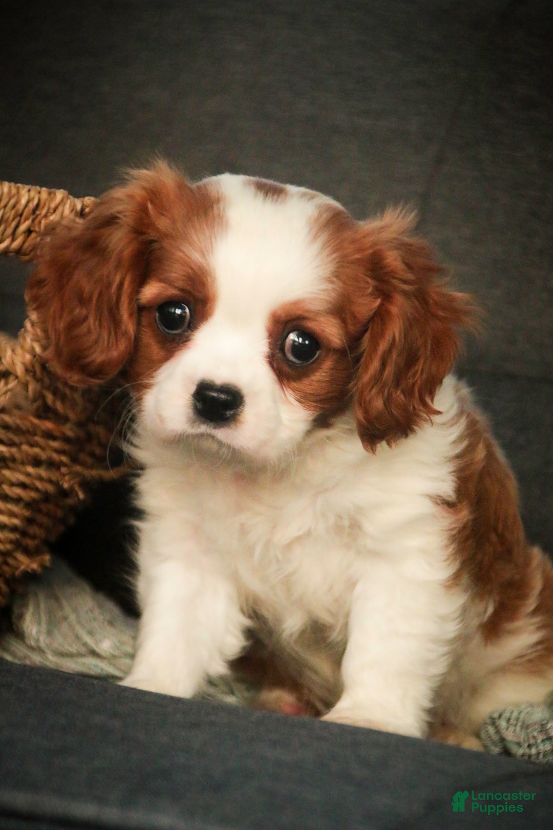 Cavalier King Charles Spaniel dogs for sale: Barnaby - Ad 1