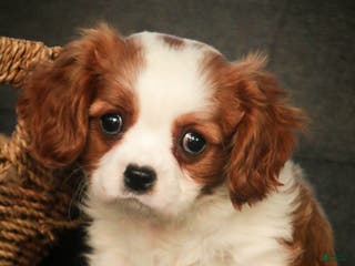 Cavalier King Charles Spaniel dogs Barnaby - Ad 42