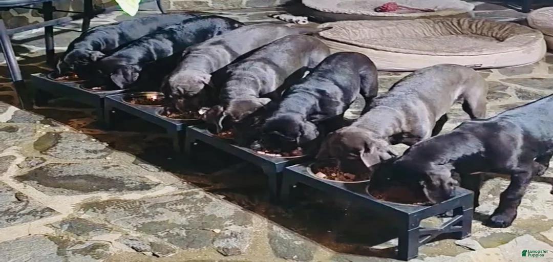 Gallery Image {{count}}