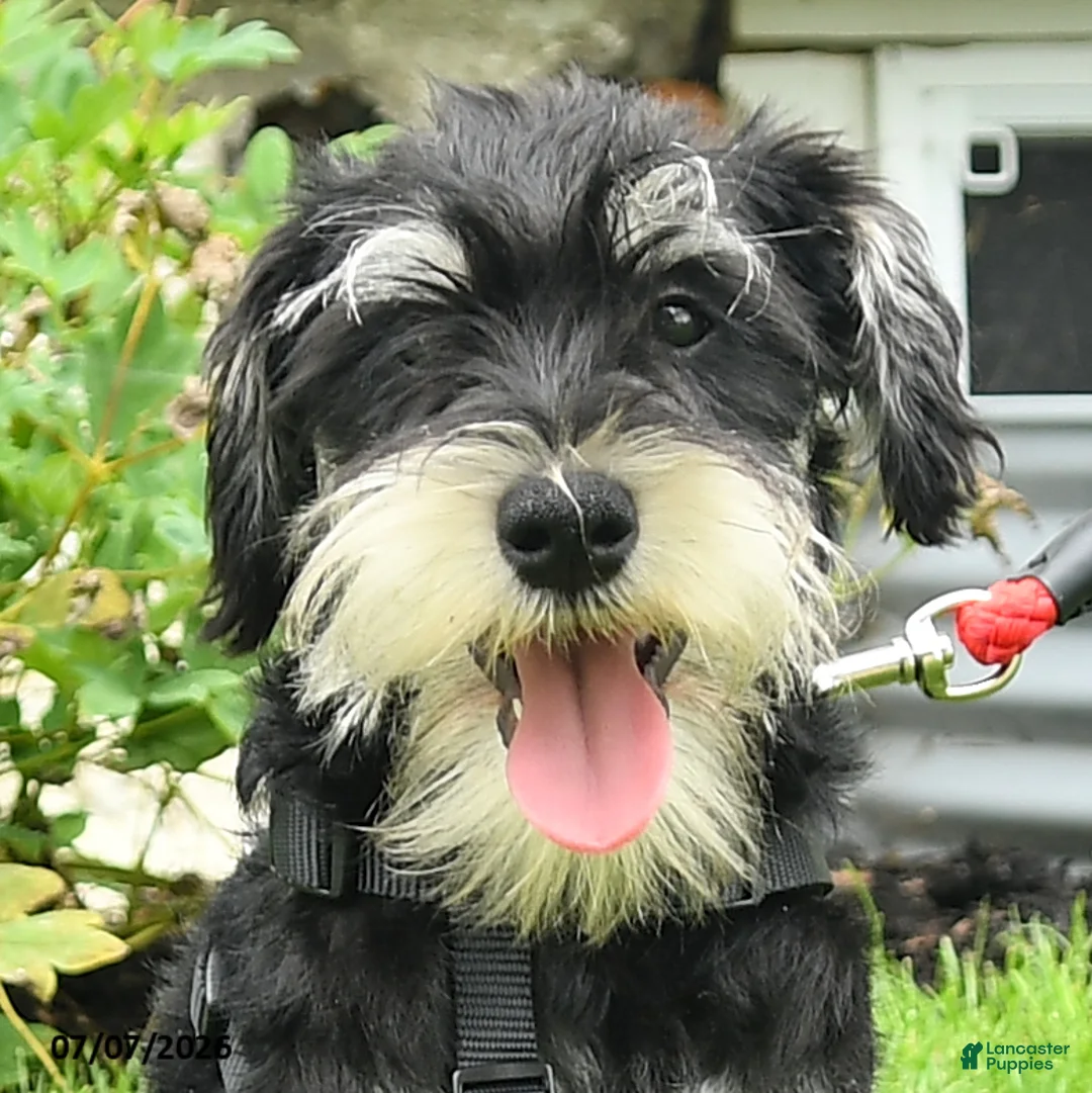 Miniature Schnauzer dogs for sale: Garrett - Ad 2