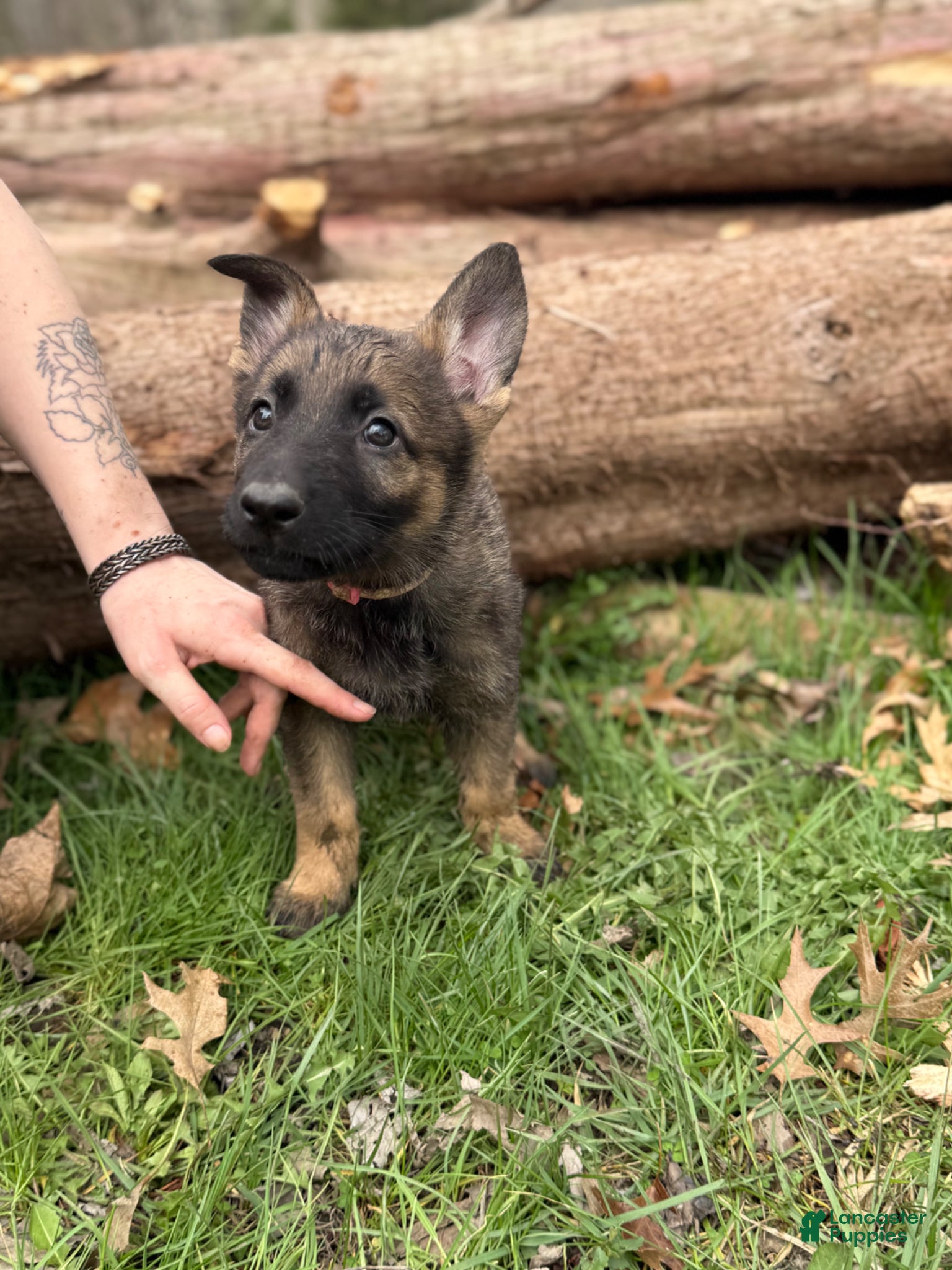 German Shepherd dogs Pink collar girl - Ad 28
