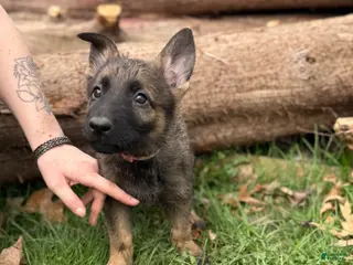 German Shepherd dogs Pink collar girl - Ad 28