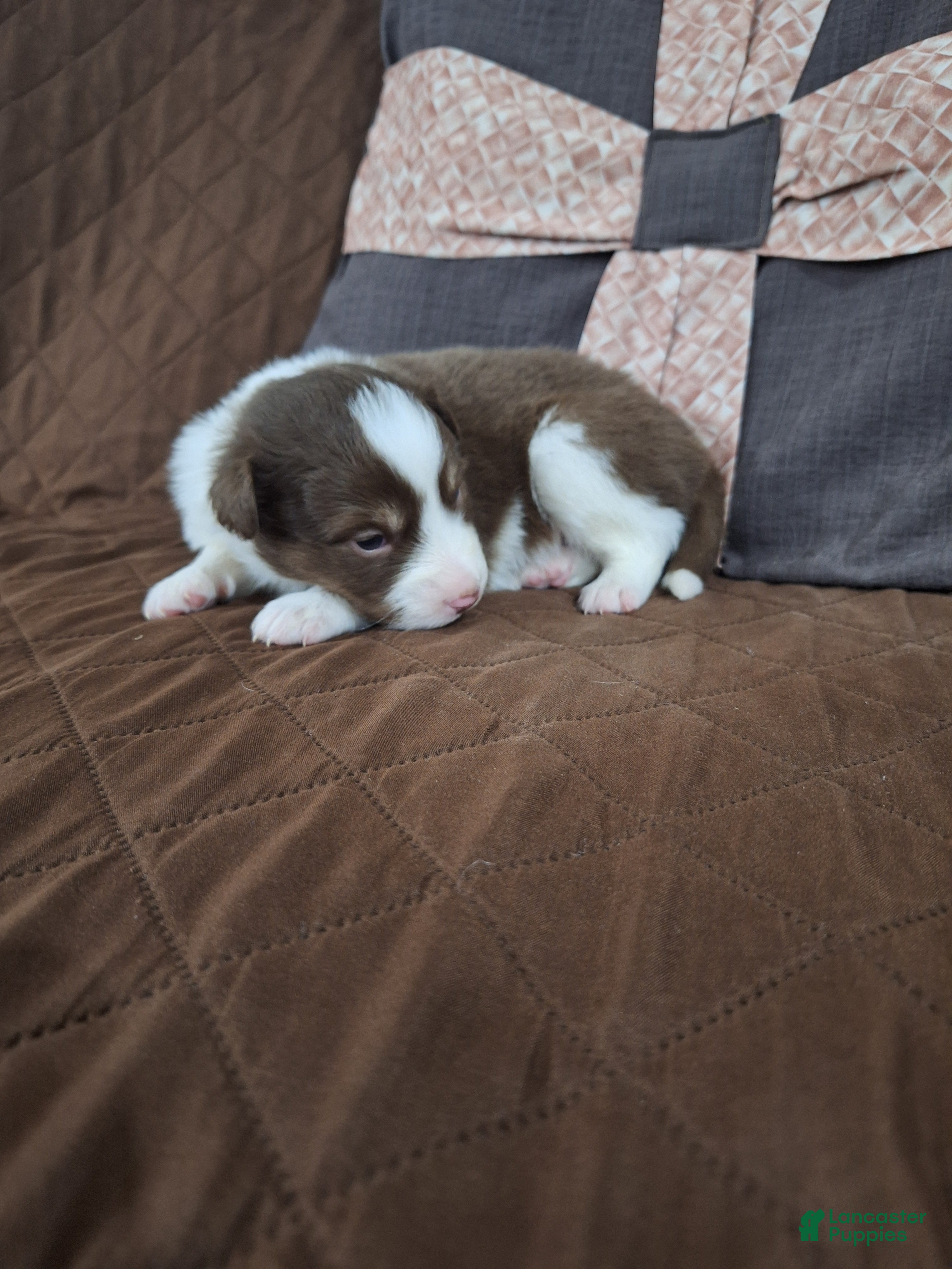 Miniature Australian Shepherd dogs Miniature Australian Shepherd Puppy 7 - Ad 23