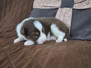 Miniature Australian Shepherd dogs Miniature Australian Shepherd Puppy 7 - Ad 18