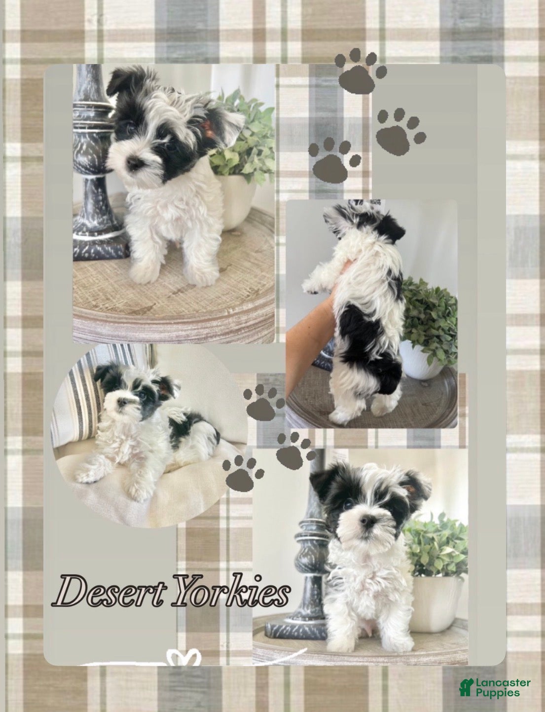 Yorkshire Terrier dogs Luke- Parti Yorkie - Ad 1