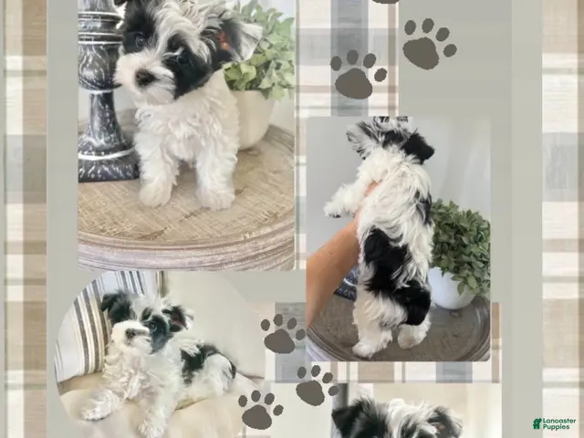 Yorkshire Terrier dogs Luke- Parti Yorkie - Ad 1