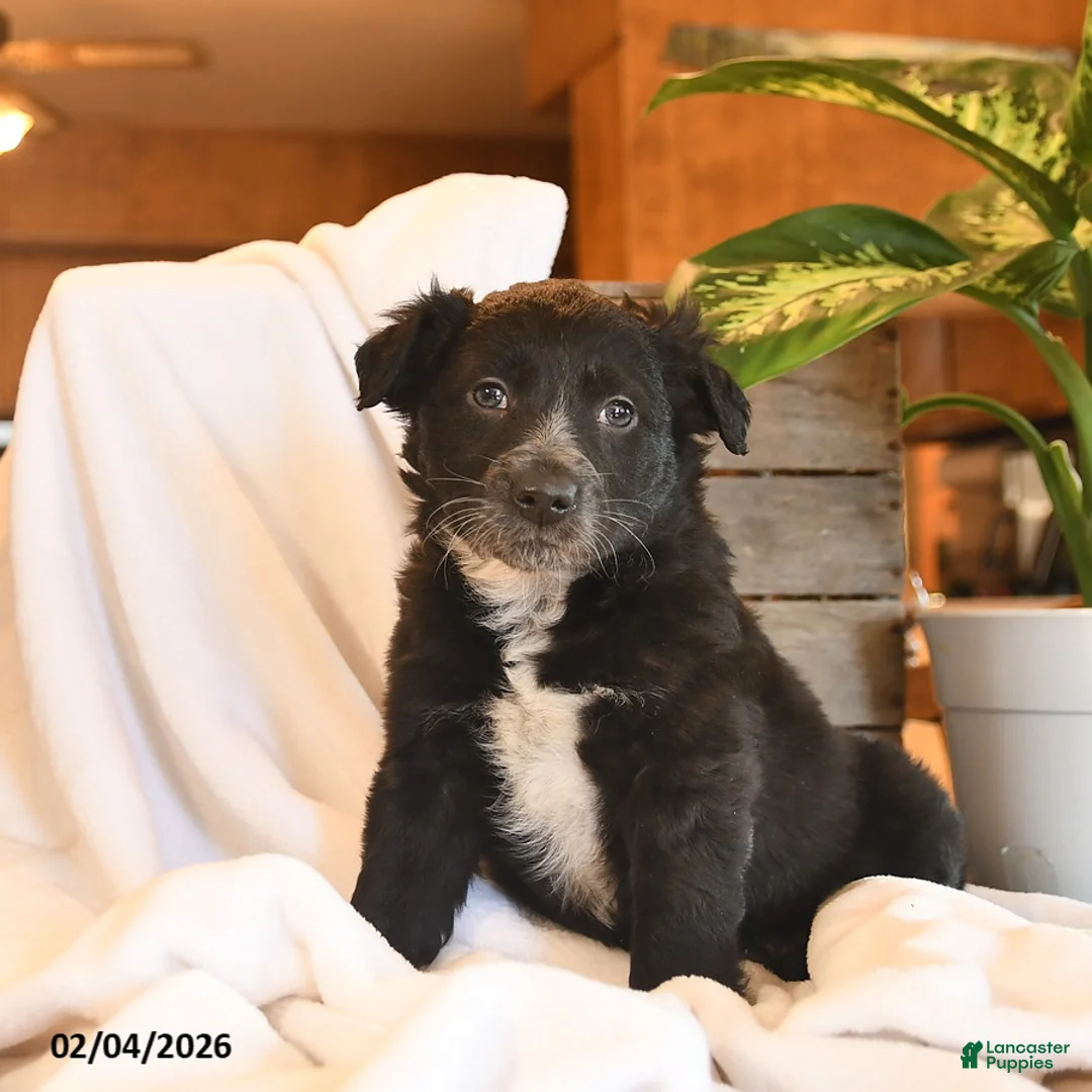 Mixed Breed dogs for sale: Niko - Ad 1