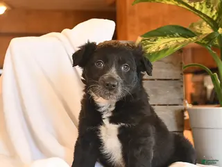 Mixed Breed dogs Niko - Ad 24