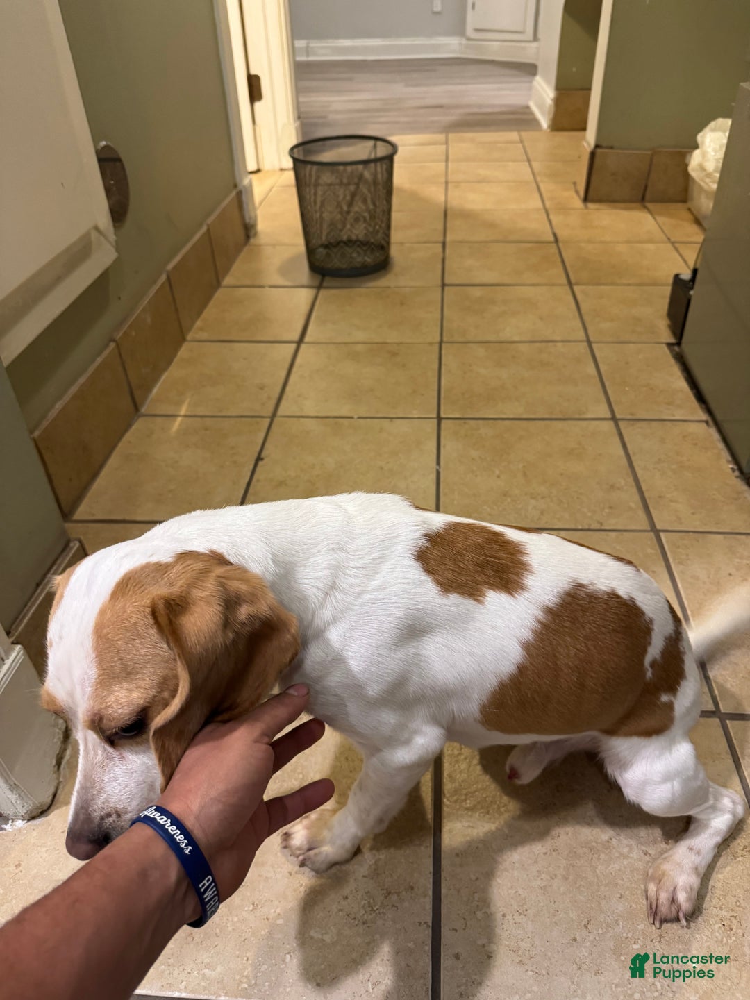 Beagle dogs for sale: Beagle Puppy 1 - Ad 7