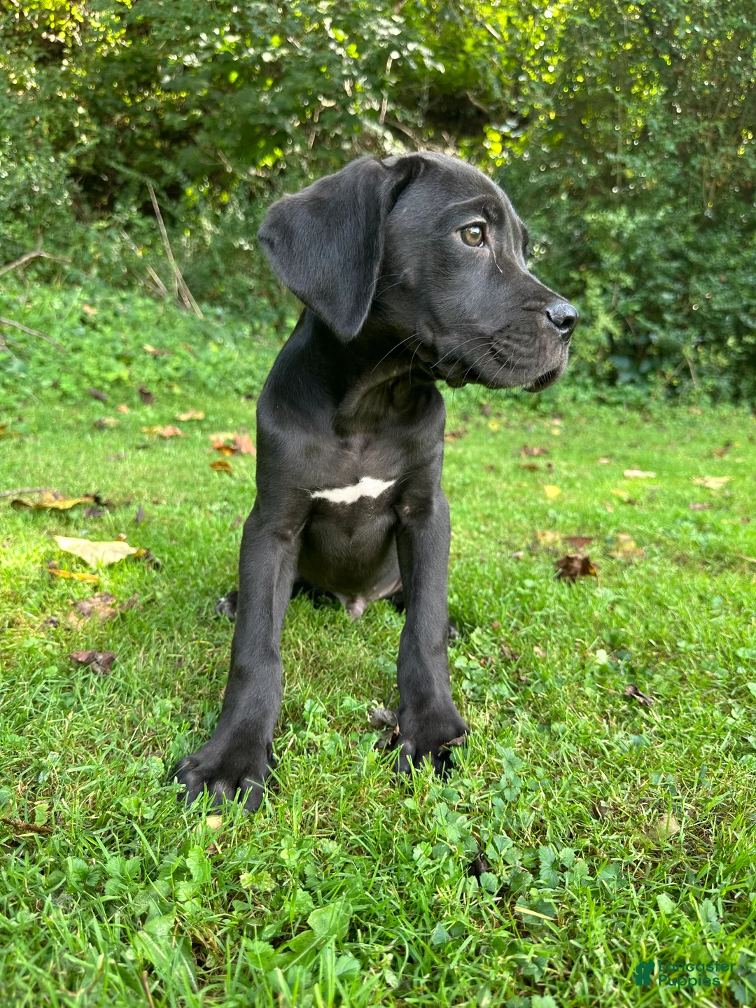 Cane Corso dogs for sale: Titan - Ad 2