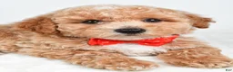 Bichpoo dogs for sale: Simon - Ad 5