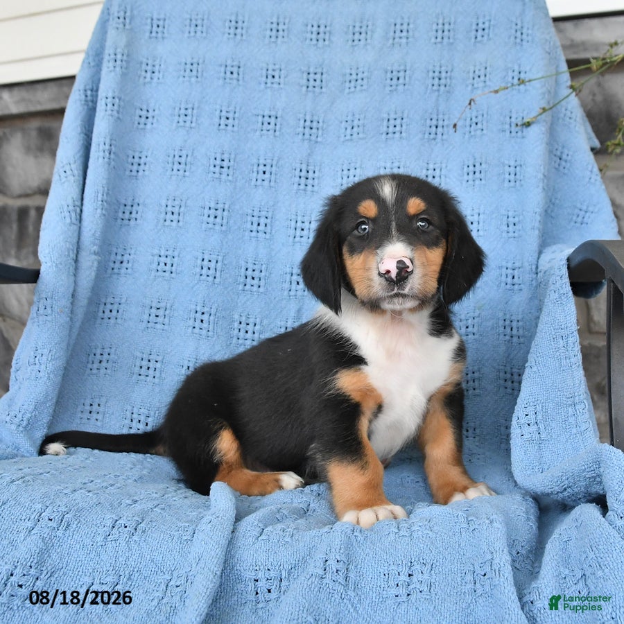 Mixed Breed dogs Prince   - Ad 1