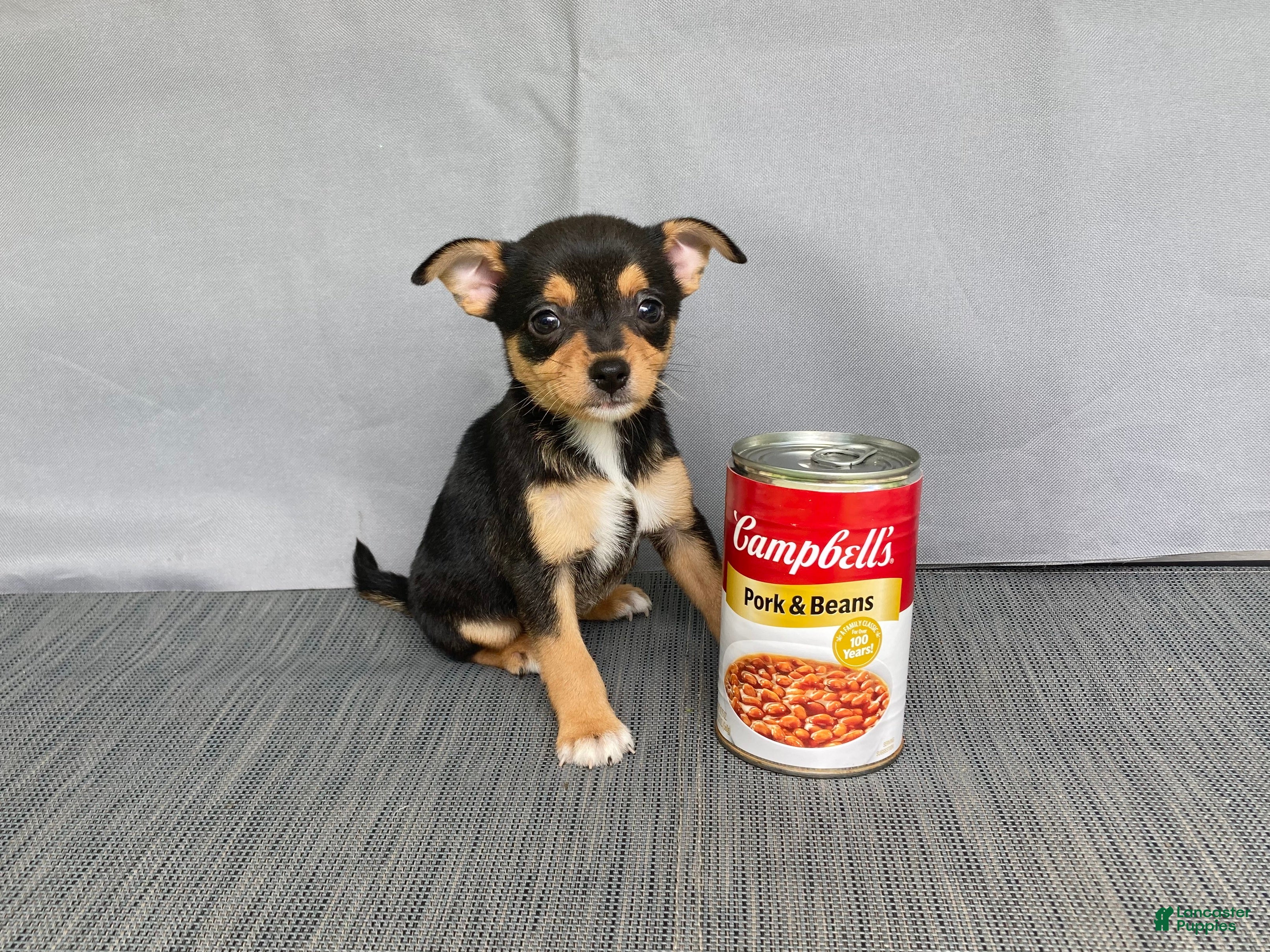 Chihuahua dogs Waylon - Ad 1
