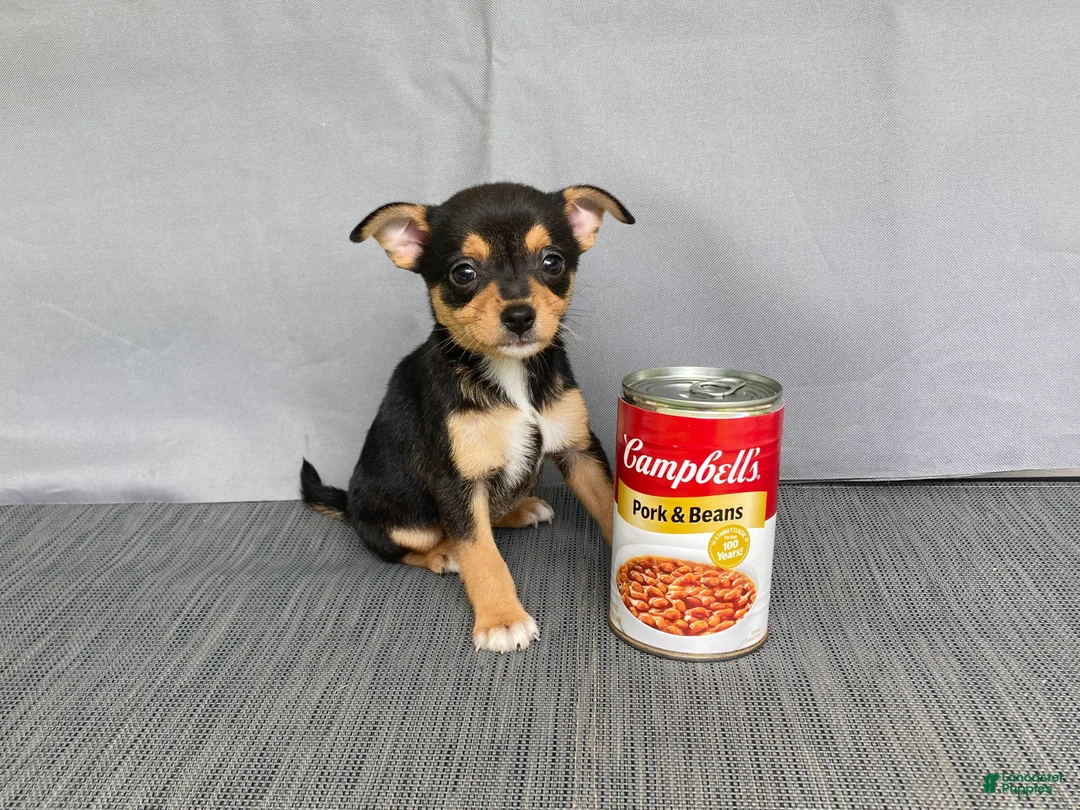 Chihuahua dogs for sale: Waylon - Ad 1