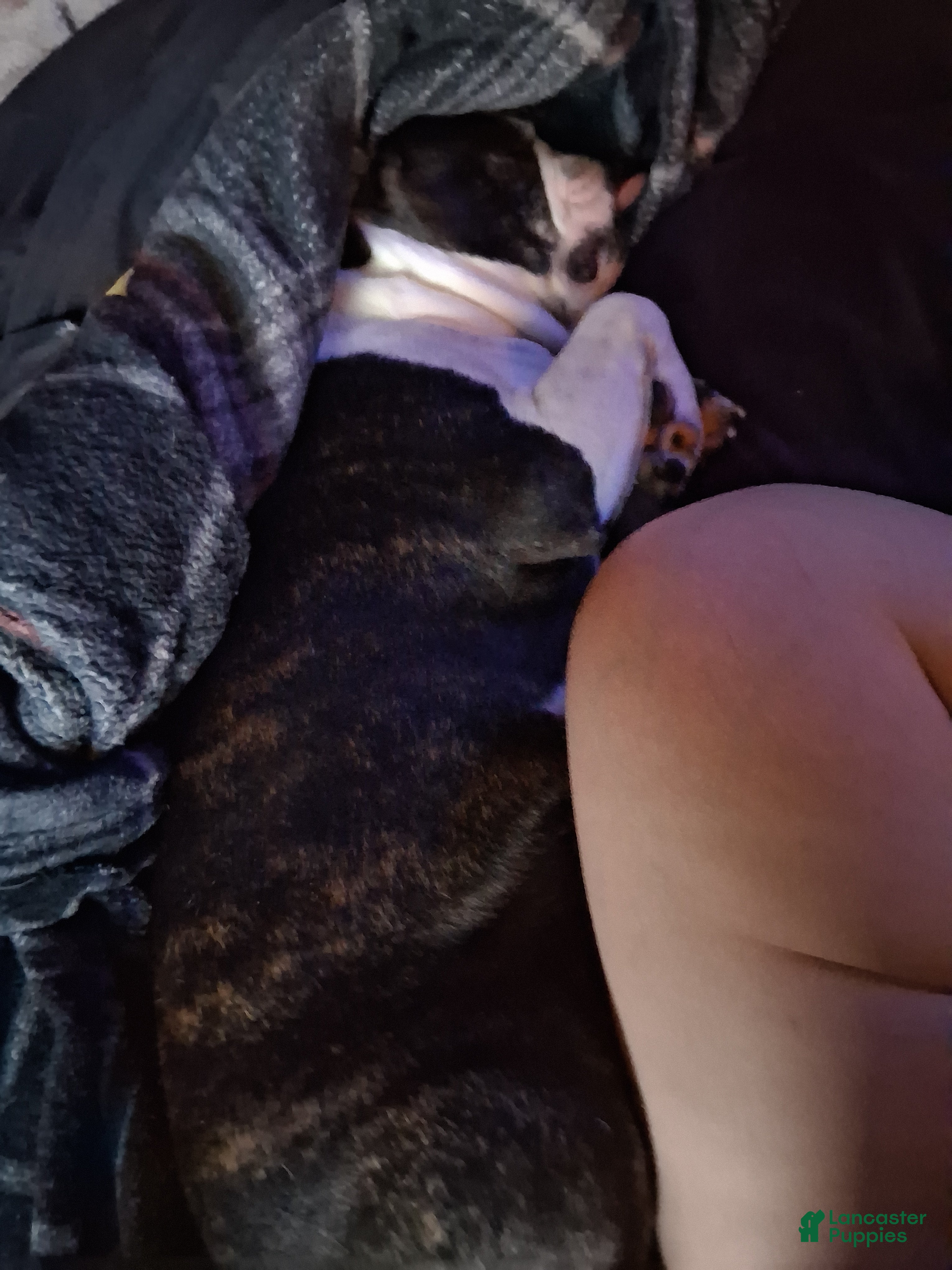 Boston Terrier dogs Sir Damien Keeper of Hearts - Ad 2