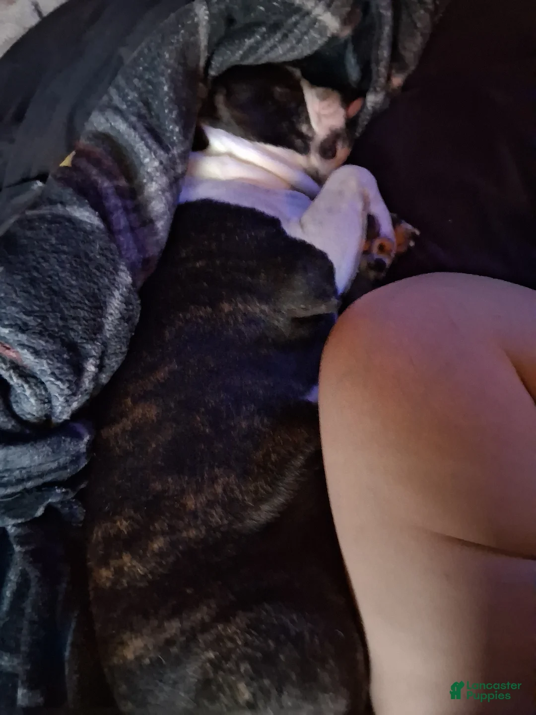 Boston Terrier dogs for sale: Sir Damien Keeper of Hearts - Ad 2