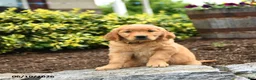 Golden Retriever dogs for sale: Jana - Ad 2