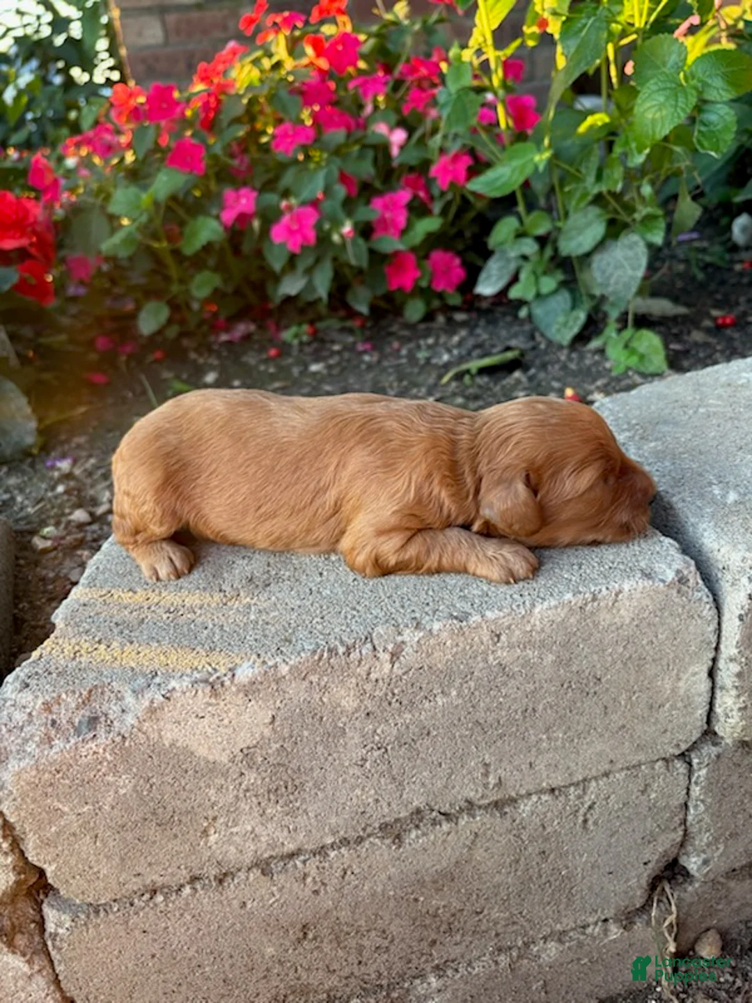 Cavapoo dogs for sale: Boy 2 - Ad 3