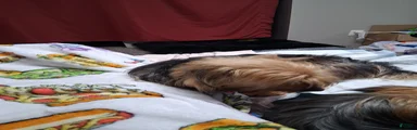 Yorkshire Terrier 2