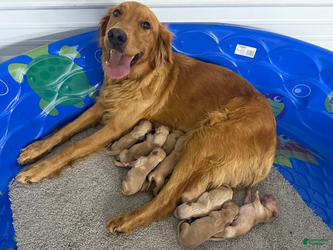 Golden Retriever dogs for sale: Black collar  - Ad 5