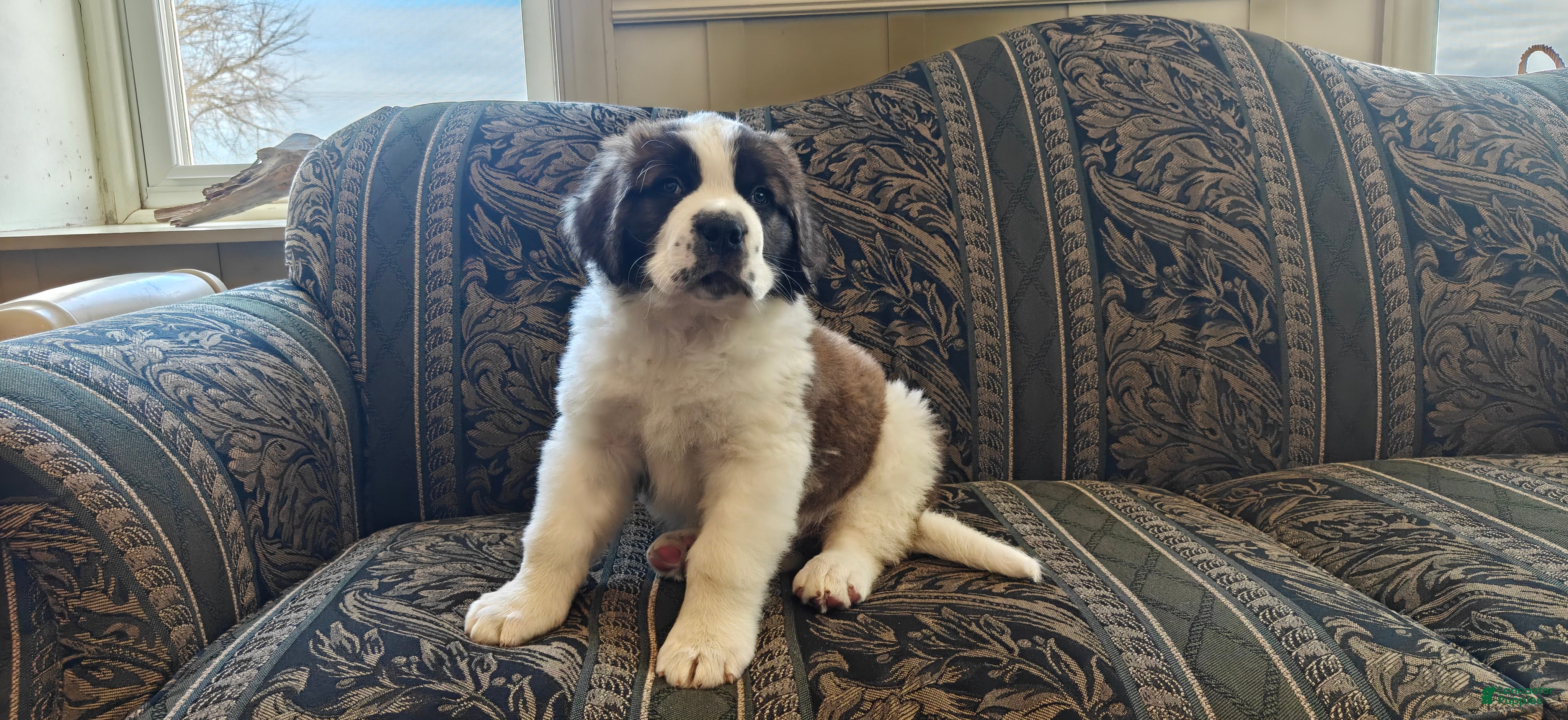 Saint Bernard dogs Benito - Ad 39