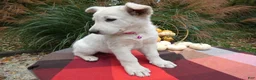 German Shepherd dogs for sale: German Shepherd 3 Whitney - Ad 2