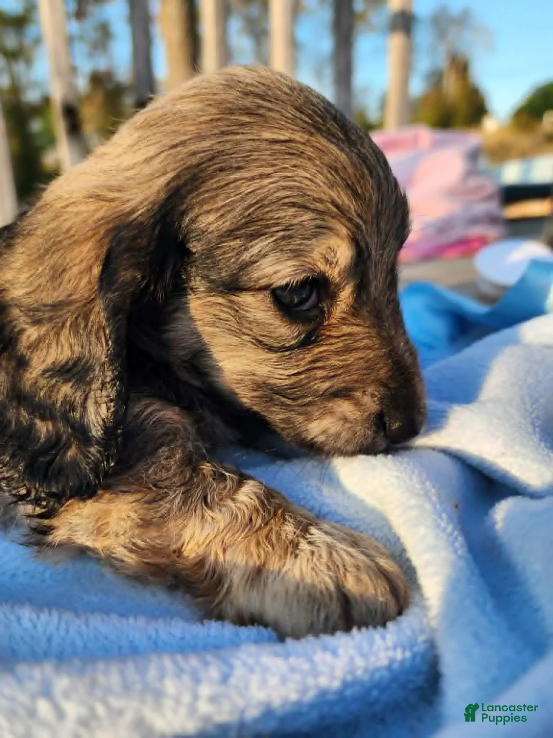 Miniature Dachshund dogs for sale: Ollie - Ad 2