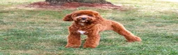 Cavapoo dogs for sale: Illius - Ad 4