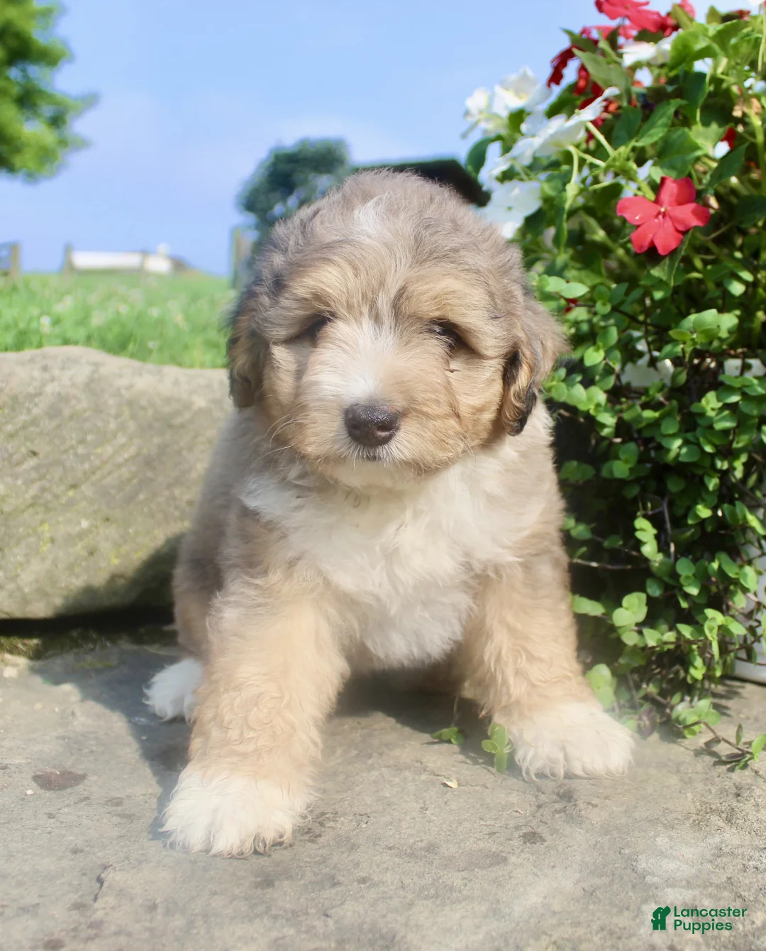 Mini Aussiedoodle dogs for sale: Drake - Ad 2
