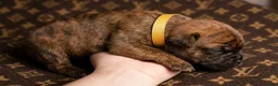Cane Corso dogs for sale: Midnight Groove’s Next Life Time - Ad 5