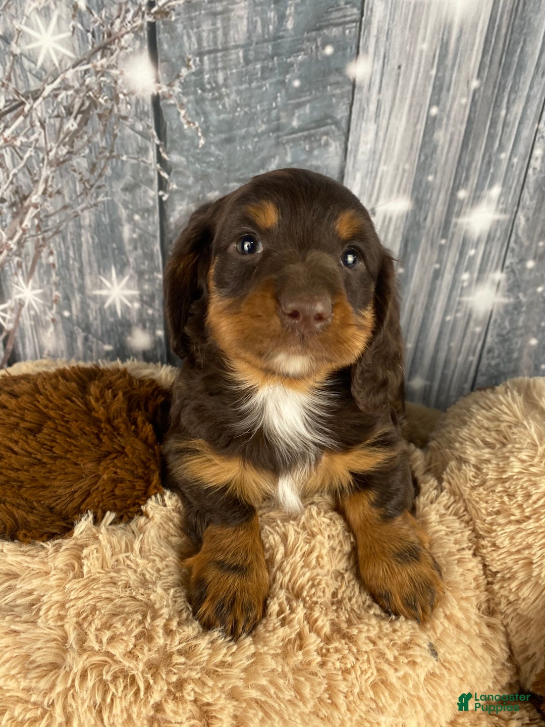 Miniature Dachshund dogs for sale: Kobe - Ad 1