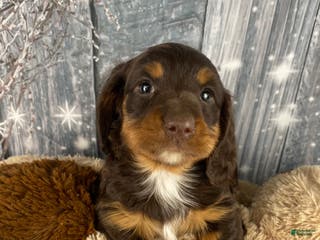 Miniature Dachshund dogs Kobe - Ad 28