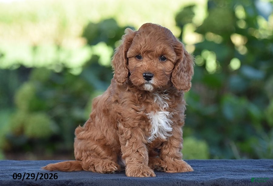 Cavapoo dogs Kyle - Ad 2