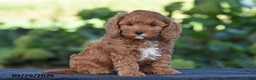 Cavapoo dogs for sale: Kyle - Ad 2