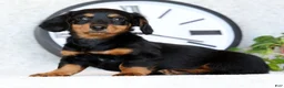 Miniature Dachshund dogs for sale: Willow - Ad 8