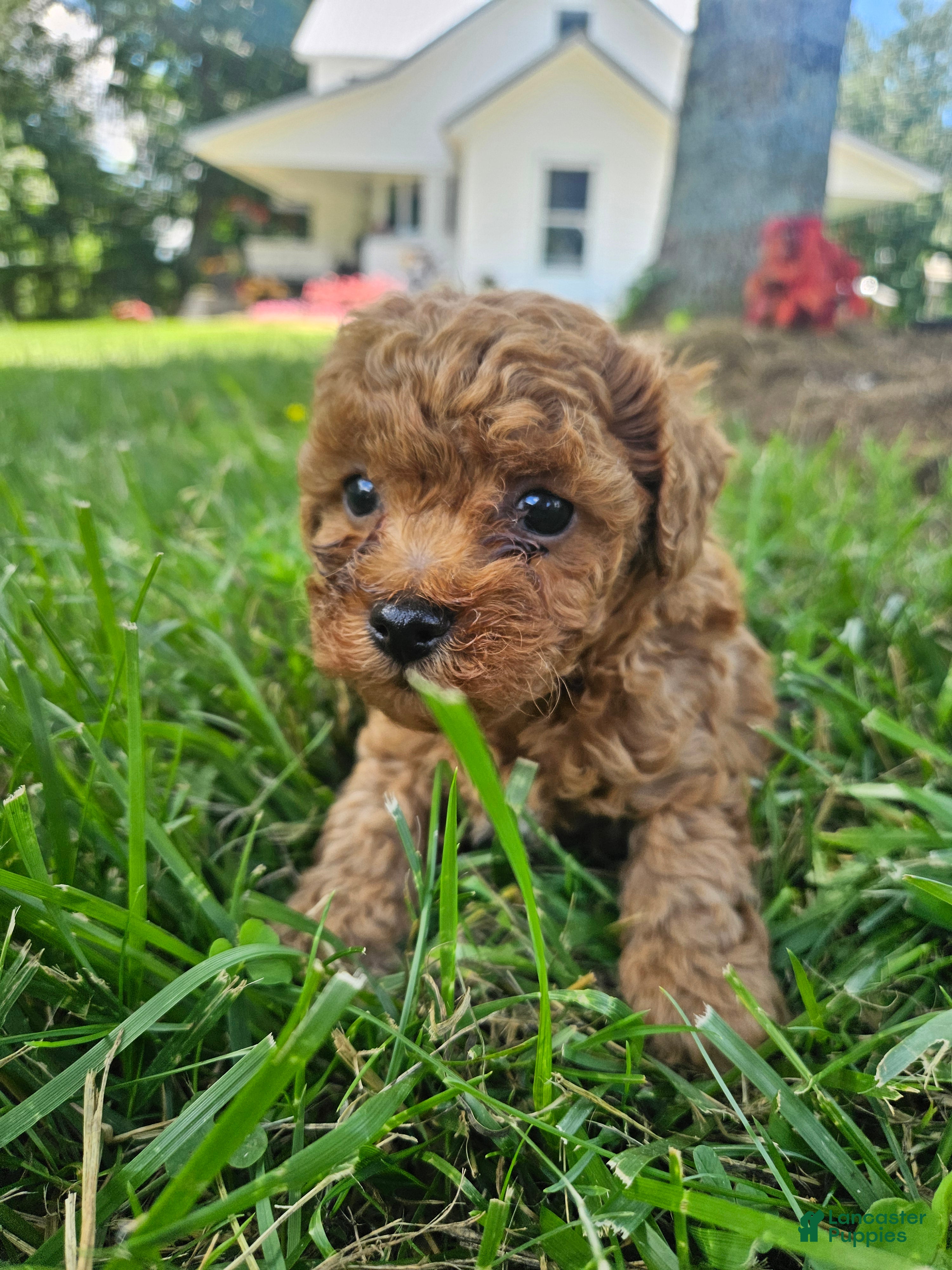 Bichpoo dogs Rosie - Ad 37