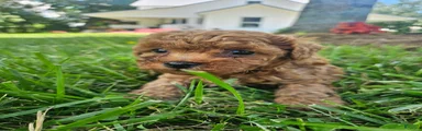 Rosie