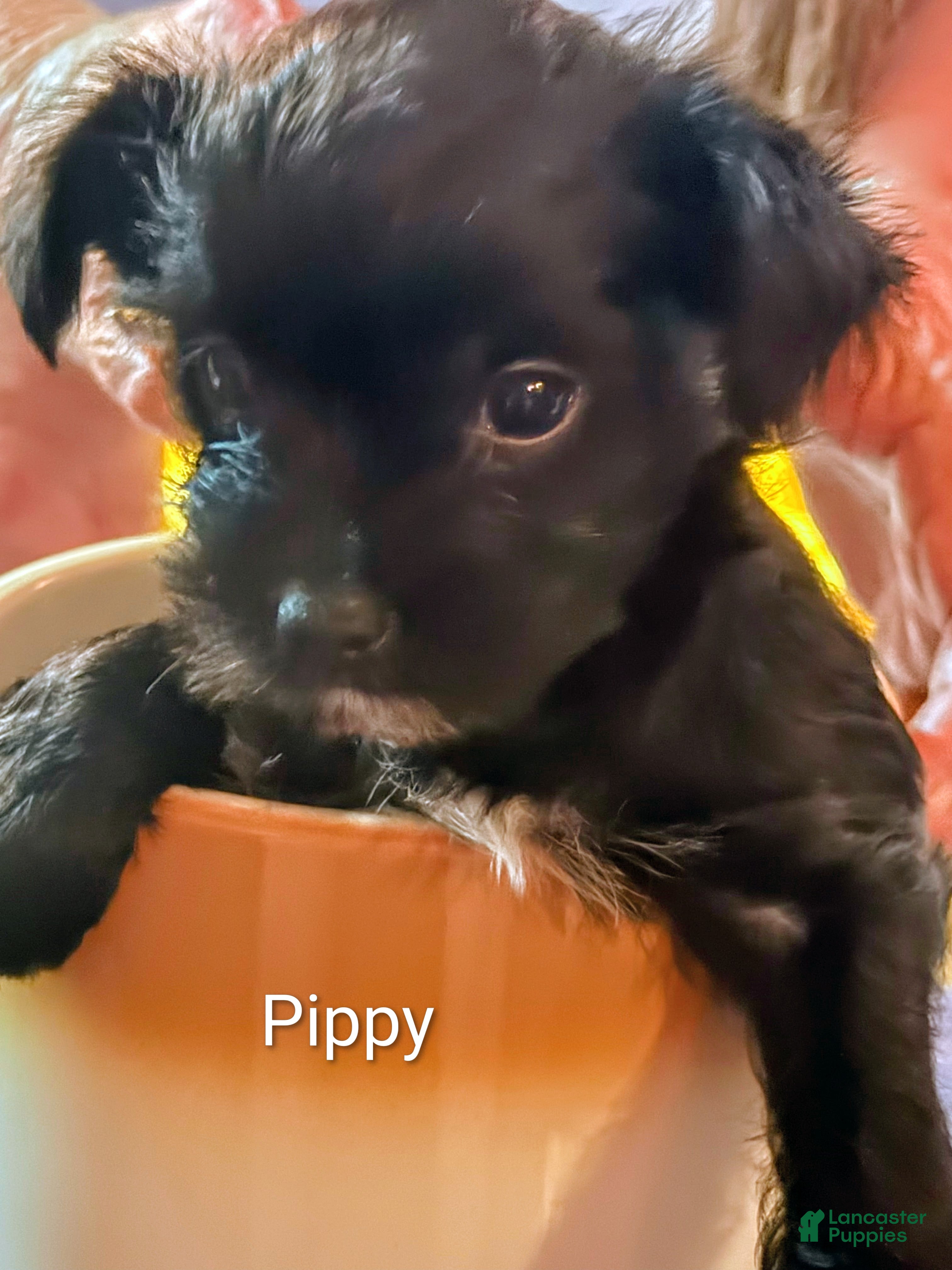 Mixed Breed dogs Mixed Breed 3 - Ad 26