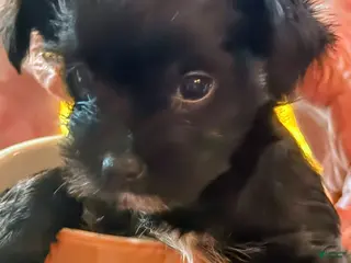 Mixed Breed dogs Mixed Breed 3 - Ad 26