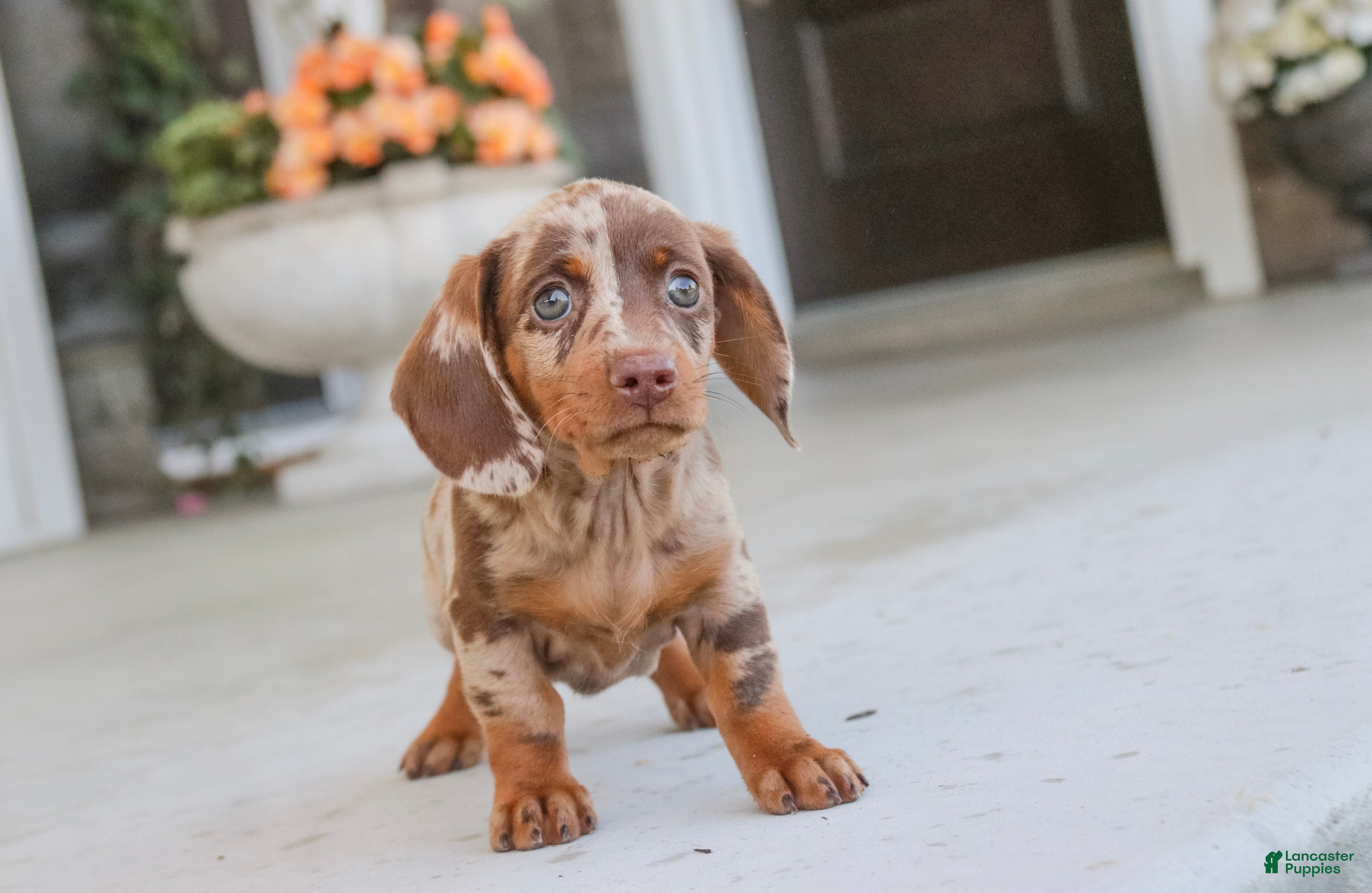 Dachshund dogs Latte - Ad 2
