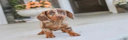 Dachshund dogs for sale: Latte - Ad 2