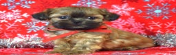 Shih Tzu dogs for sale: Peanut - Ad 7