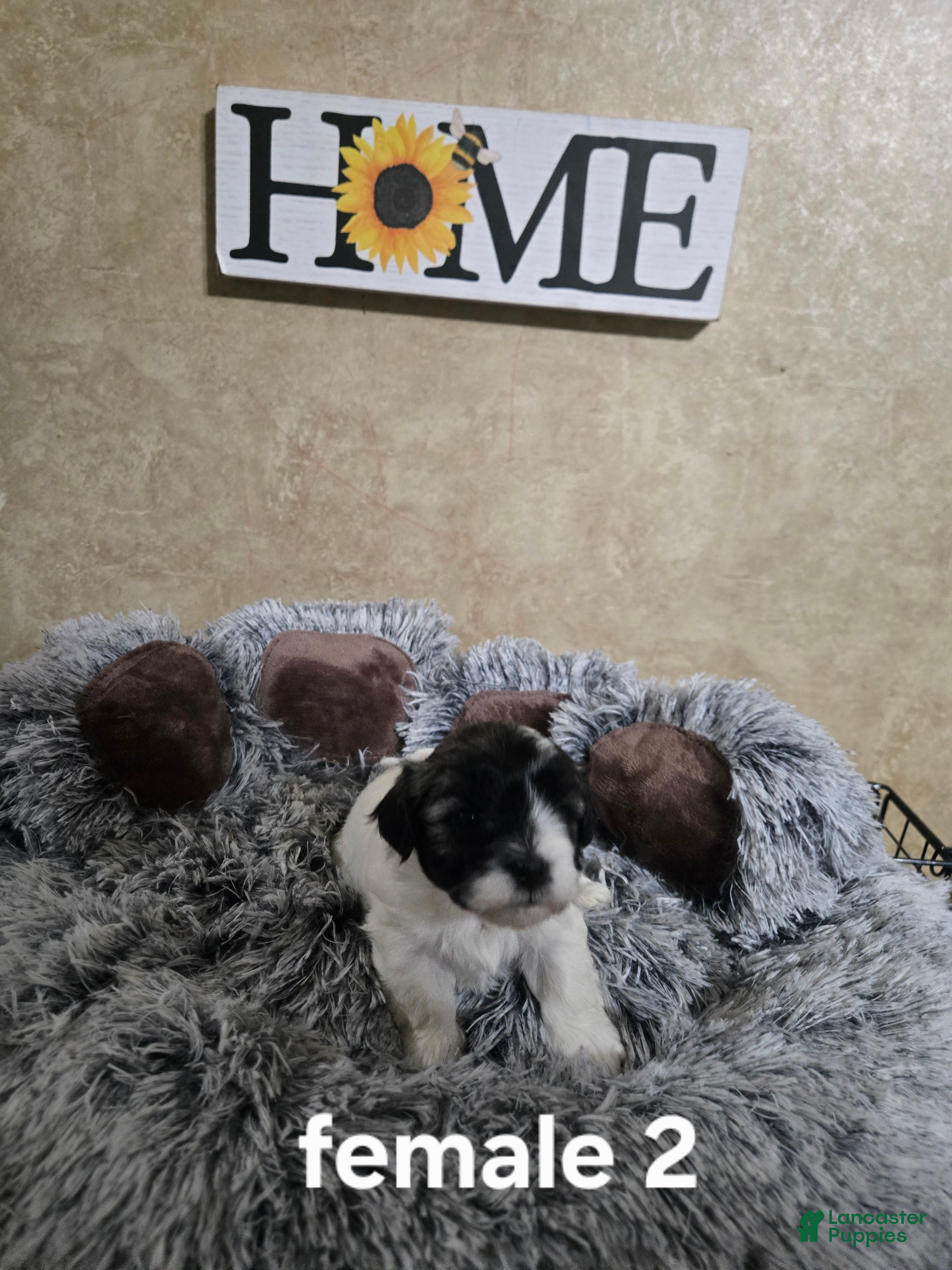 Mixed Breed dogs Female 2 - Ad 1