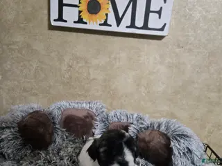 Mixed Breed dogs for sale: Female 2 - Ad 2