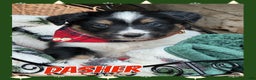 Miniature Australian Shepherd dogs for sale: Dasher - Ad 1