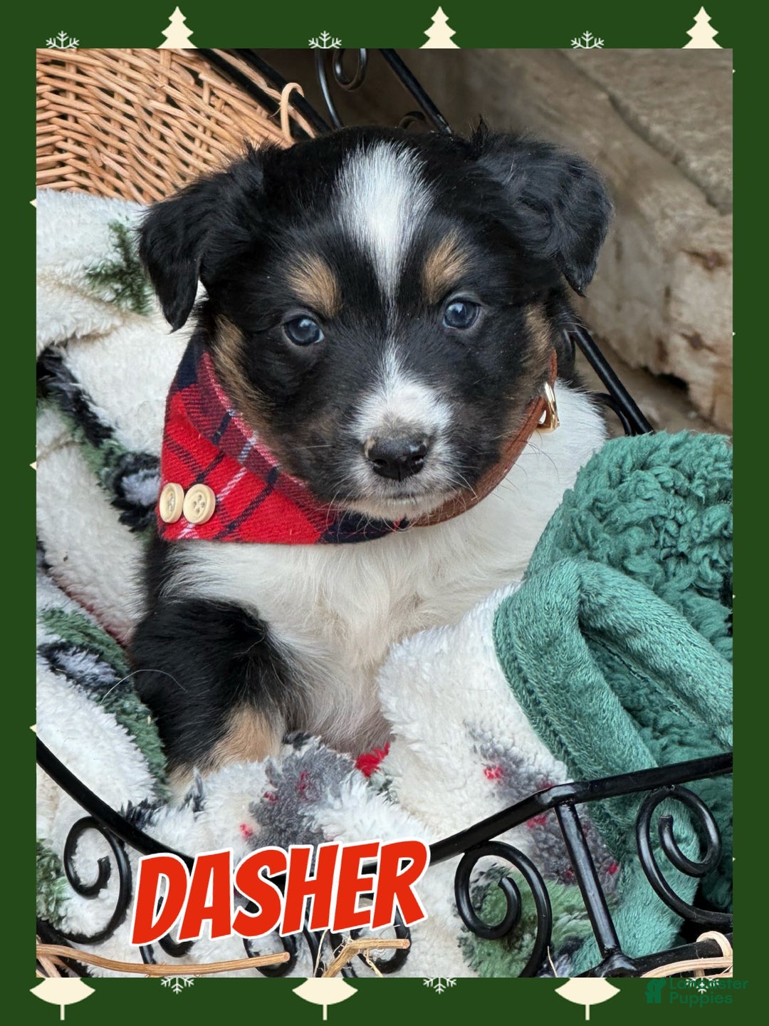 Miniature Australian Shepherd dogs for sale: Dasher - Ad 1