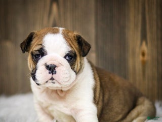 English Bulldog dogs - Ad 16