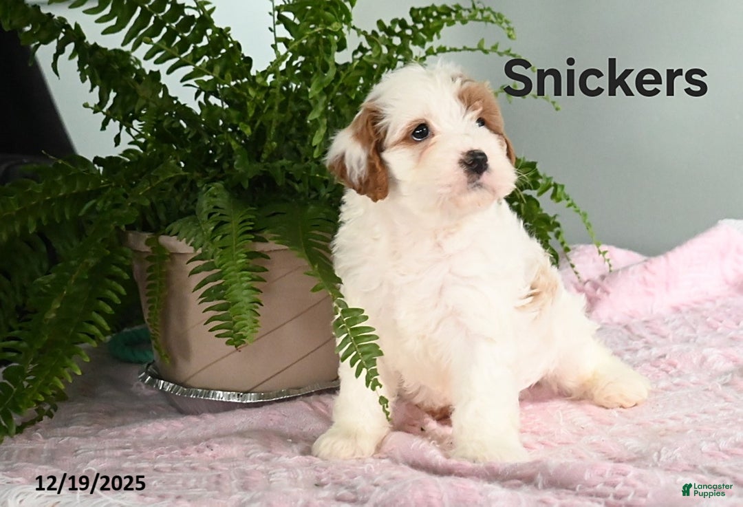 Cavapoo dogs for sale: Snickers - Ad 3